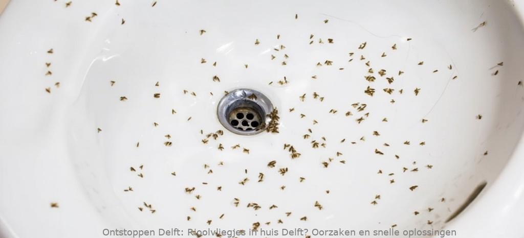 Rioolvliegjes in huis Delft? Oorzaken en snelle oplossingen